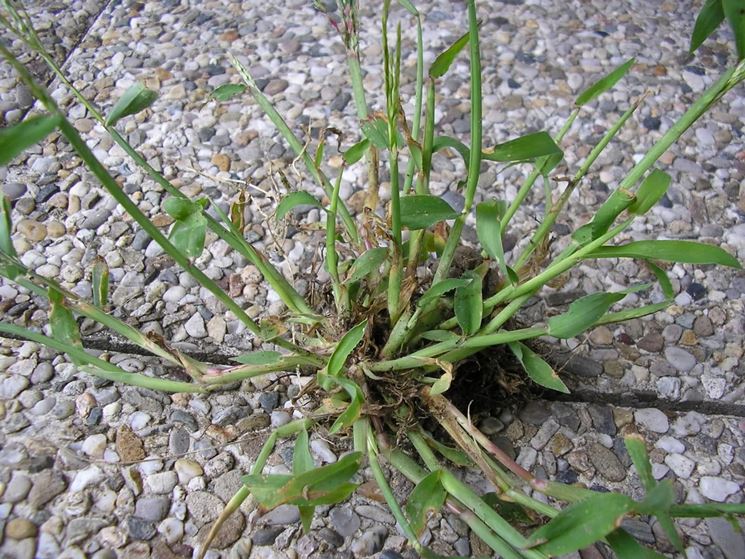 Eliminare erbacce - Tecniche di giardinaggio - Come eliminare le erbacce