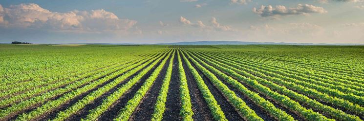 Campo agricolo fertilizzato