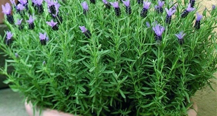 Lavanda steca