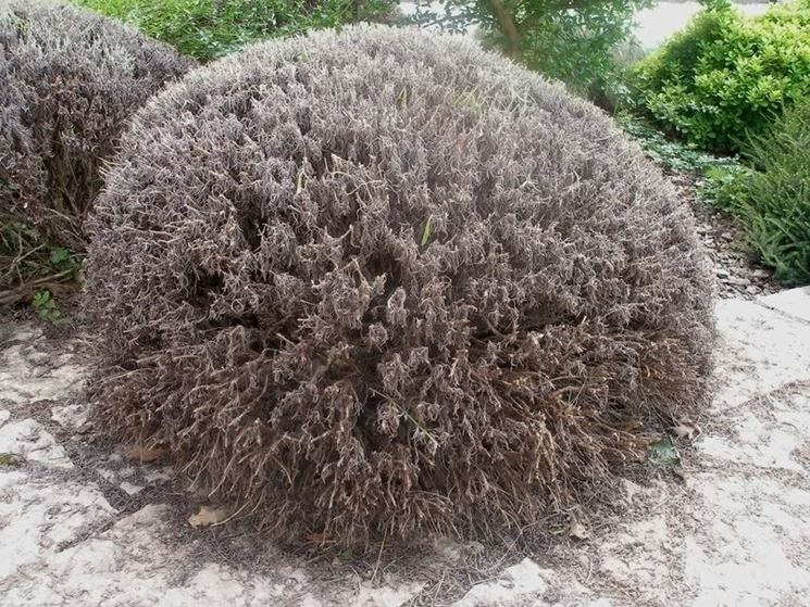 Lavanda dopo una potatura energica