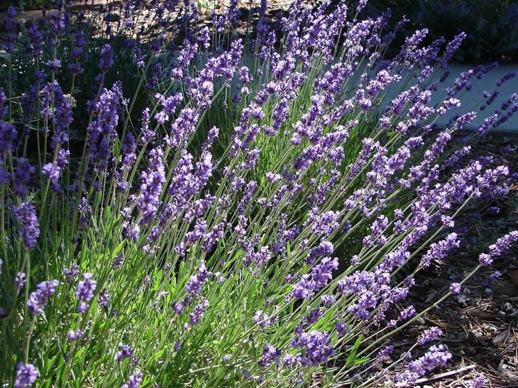 Lavanda in fiore