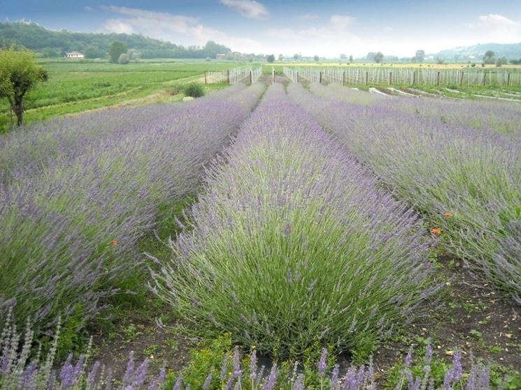 Campo di lavanda