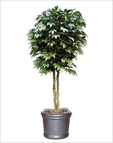 ficus benjamin