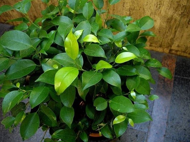 ficus benjamina