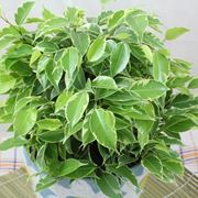 potatura ficus benjamin