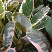 potatura ficus