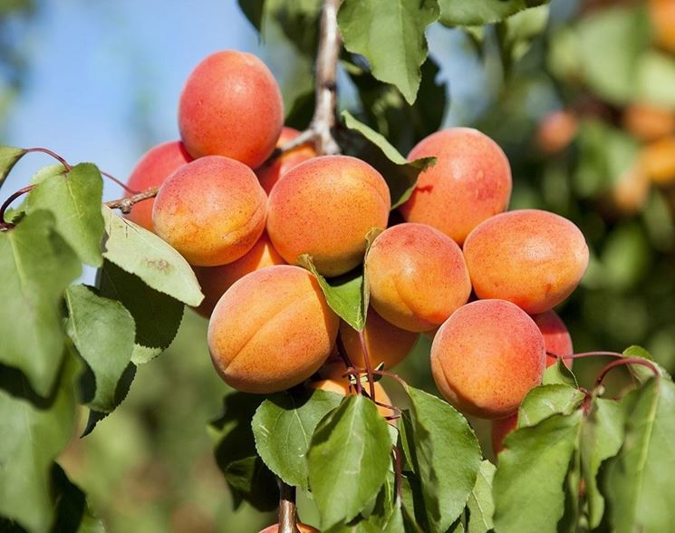 Abbondante ramo fruttifero