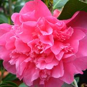 fiore camelia