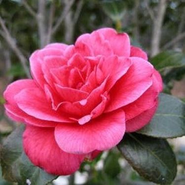 fiore camelia