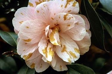 fiore camelia malato