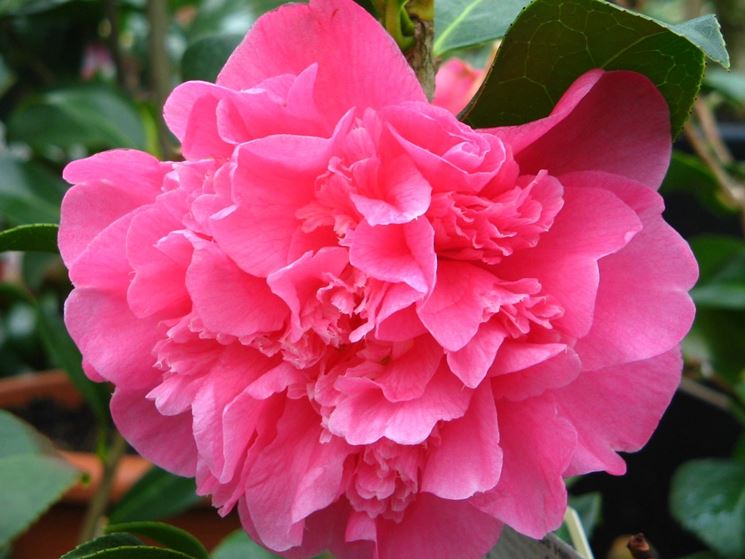 fiore camelia