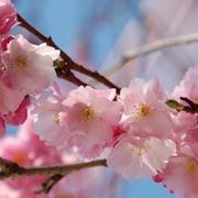 Infiorescenza del ciliegio a primavera