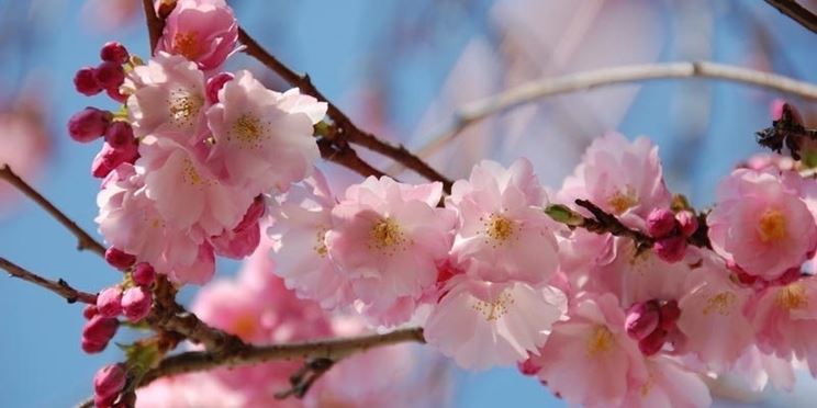 Infiorescenza del ciliegio a primavera