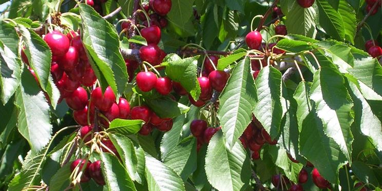 Ciliegie nel periodo di fruttificazione dell'albero