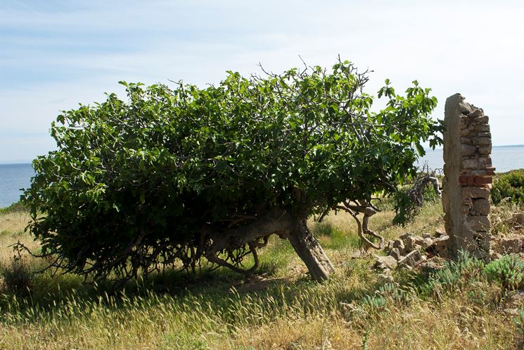 Un esempio di albero di fico