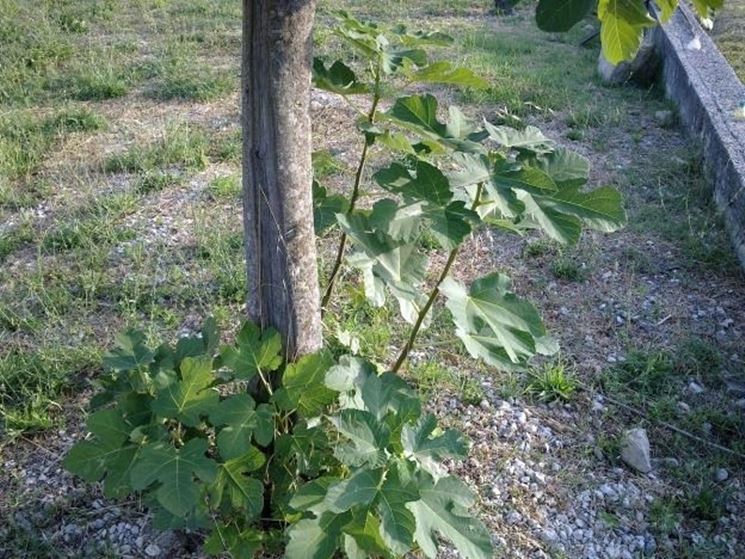 I polloni dell'albero di fico