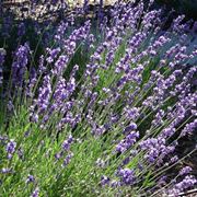 lavanda