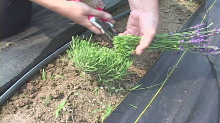 potare lavanda