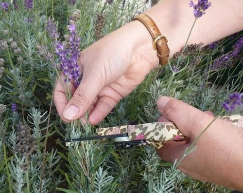 Potatura Lavanda Tecniche Di Giardinaggio Come Potare Lavanda