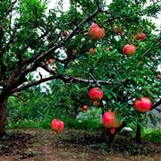 Albero melograno