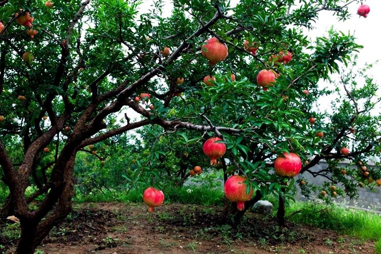 Albero melograno