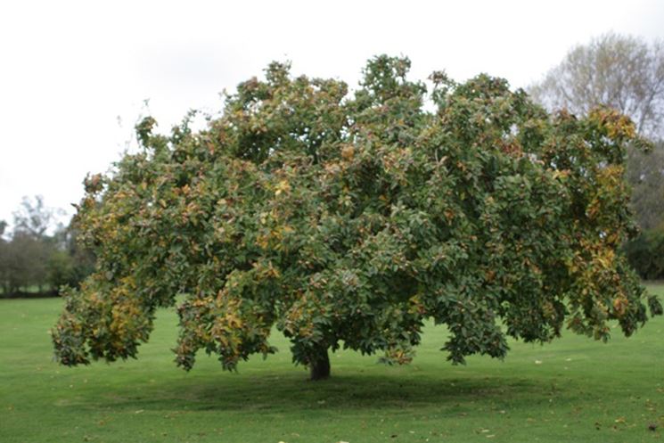 Albero nespolo