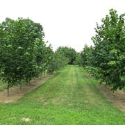 Alberi nocciole