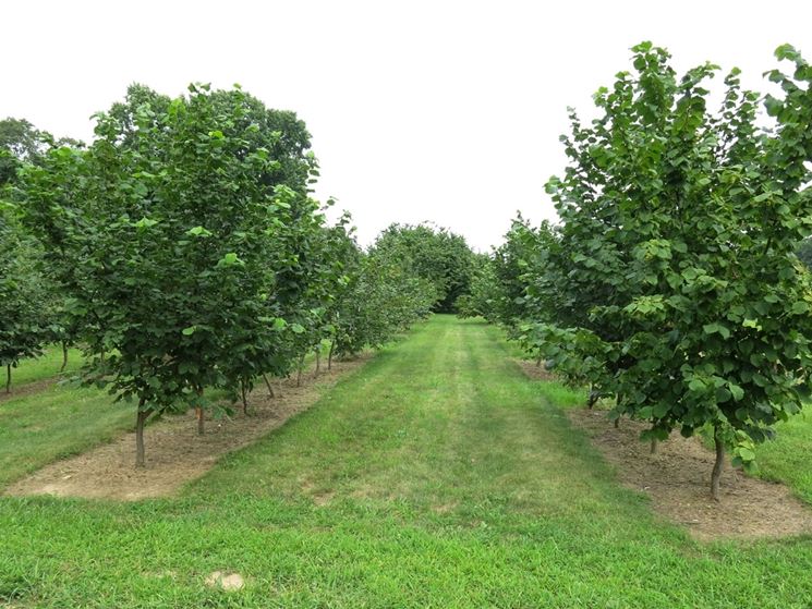 Alberi nocciole