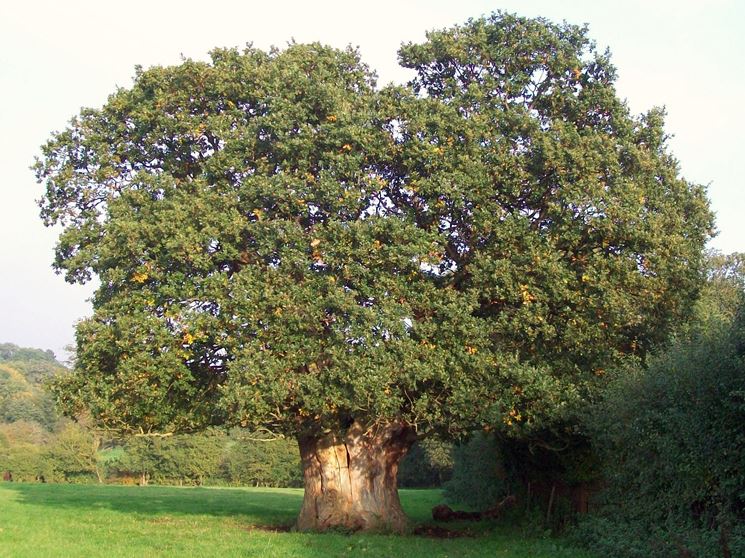 Albero nocciolo