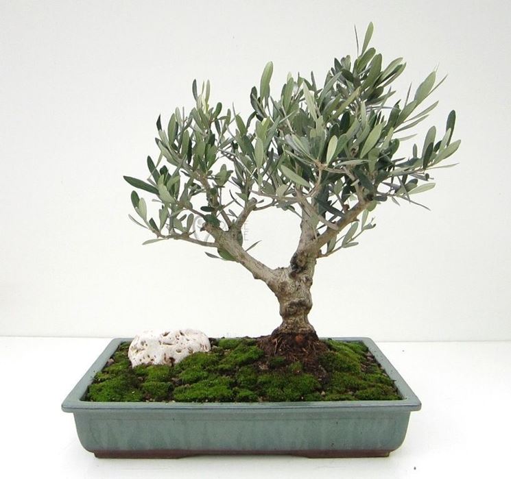 Foto bonsai di olivo.