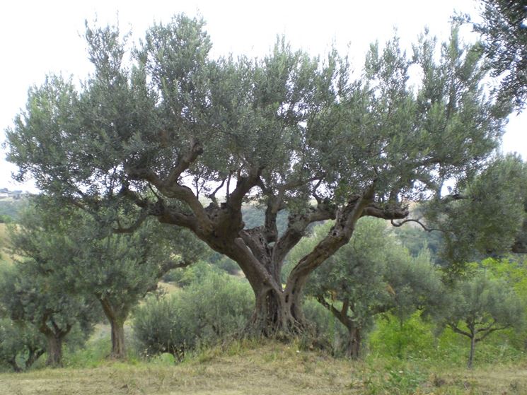 Foto albero di olivo