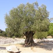potatura dell olivo
