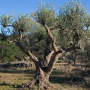 periodo potatura olivo