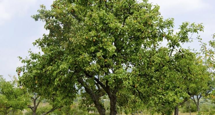 Albero pere