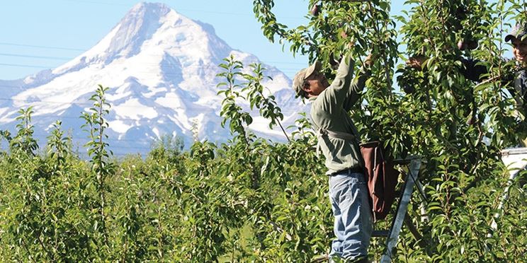 Potatura albero pesco