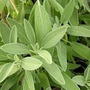 Foglie di salvia verdi erigogliose ideali per tisane, decotti e creme