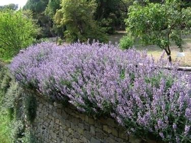 Cespuglio fiorito di salvia che pu anche fungere da siepe