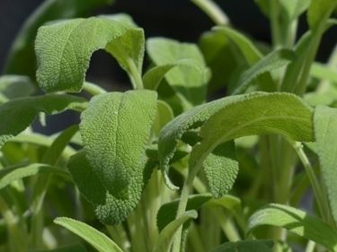 Le foglie di salvia possono essere utilizzate per preparare tisane curative di ogni genere