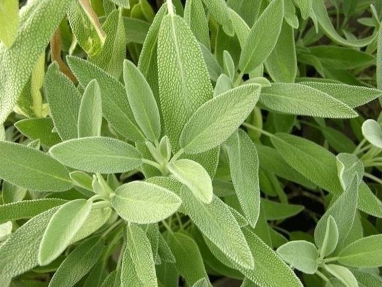 Foglie di salvia verdi erigogliose ideali per tisane, decotti e creme