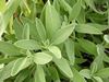 Foglie di salvia verdi erigogliose ideali per tisane, decotti e creme