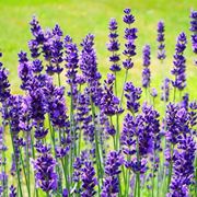 Fiori di lavanda