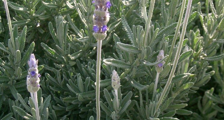 Piantina di lavanda