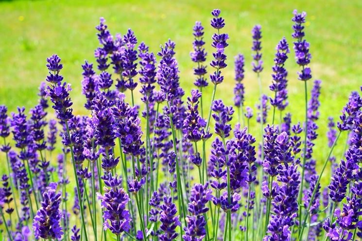 Fiori di lavanda