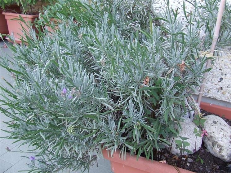 Pianta di lavanda non fiorita