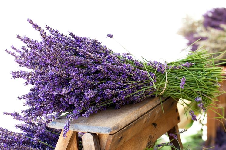 Quando Potare La Lavanda Tecniche Di Giardinaggio Quando E Meglio Potare La Lavanda