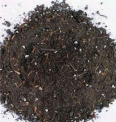 Rimedi della nonna tecniche di giardinaggio Muffa sulla terra vaso