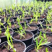 Fiori lavanda