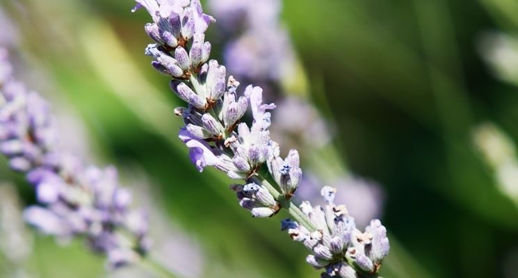 Pianta lavanda