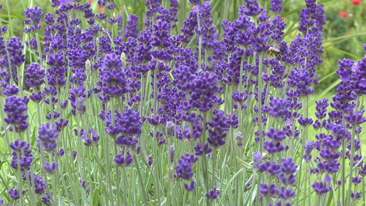 Coltivazione lavanda