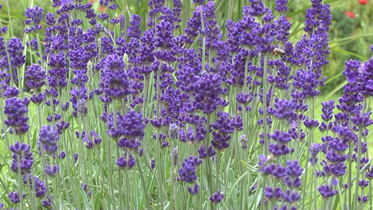 Coltivazione lavanda